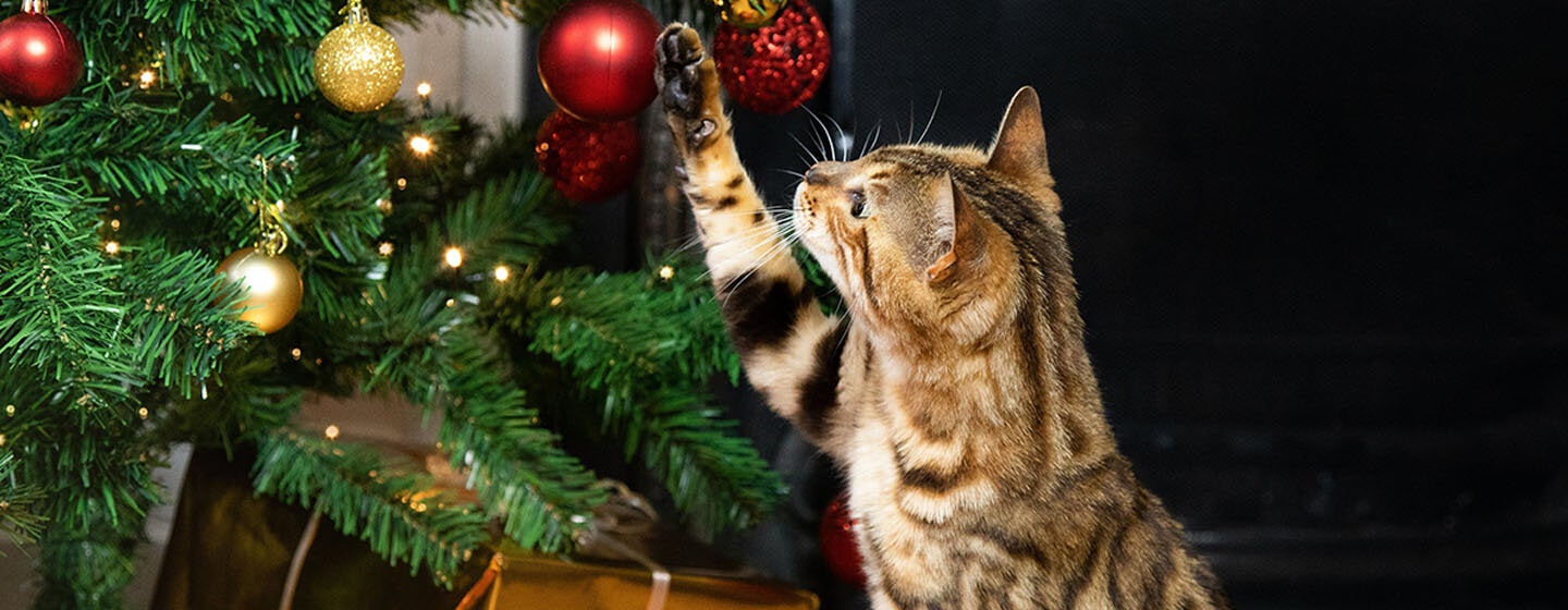 Keeping Your Cat Safe at Christmas Top Tips Purina